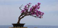 Cliquez pour accder  la galerie LES  DERNIERES  CREATIONS   DU   BONSAI CLUB DE MONACO