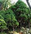 Cliquez pour accder  la galerie FORET D 'EPICEAS COMPOSEE EN 1997