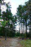 Cliquez pour accder  la galerie LE PIN GRIS D'AMERIQUE DU NORD: PINUS BANKSIANA