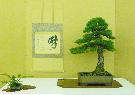 Cliquez pour accder  la galerie ASSOCIATION MONACO - JAPON