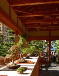 Cliquez pour accder  la galerie MONACO BONSAI 2006