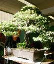 Cliquez pour accder  la galerie Ateliers Kawabe 2007.  . . YAMADORI 