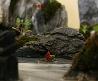 Cliquez pour accder  la galerie Suiseki et Penjing par Jean Claude FEBB 