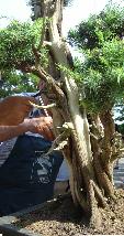 Cliquez pour accder  la galerie  MONACO BONSAI 2004    