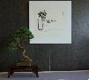Cliquez pour accder  la galerie Monaco Expo Bonsai  2009